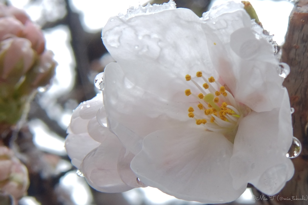 濡れた桜（FUJI XF1）