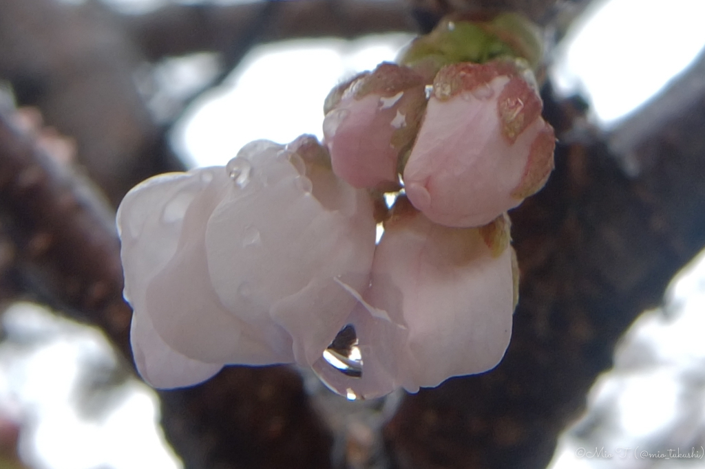 濡れた桜の蕾（FUJI XF1）