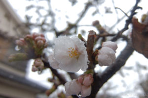 濡れた桜（遠）（FUJI XF1）