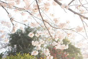 桜の写真2018（Nikon D5500）