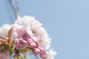 八重桜の写真（Nikon D5500）