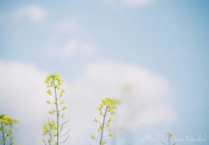 菜の花（Nikon F2）