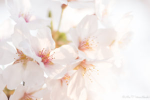 桜マクロ撮影（Nikon D5500）