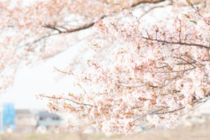 夕日に照らされる桜（Nikon D5500）