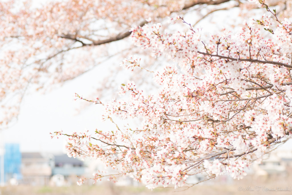 夕日に照らされる桜（Nikon D5500）