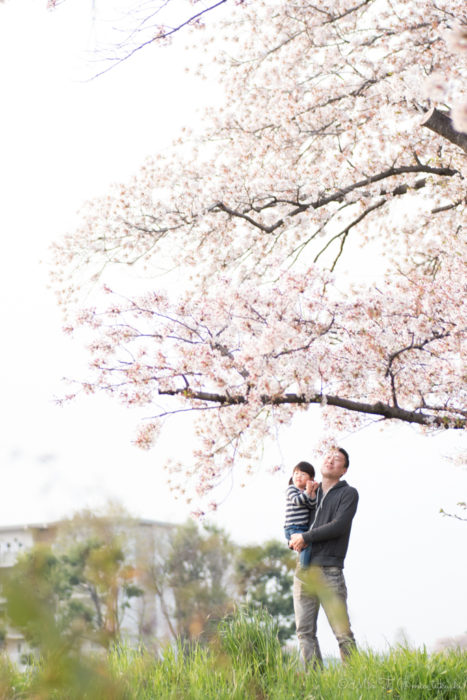 桜の下の父娘２（Nikon D5500）