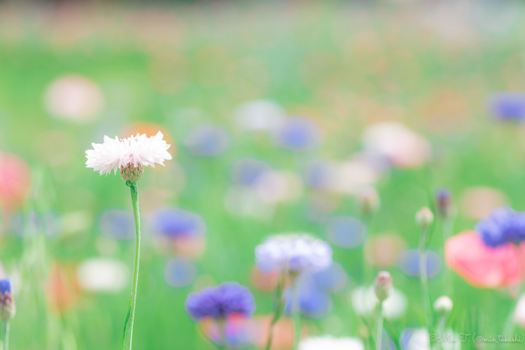 花畑の矢車菊（Nikon D5500）