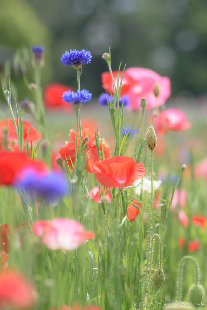 花畑のポピーと矢車菊（Nikon D5500）