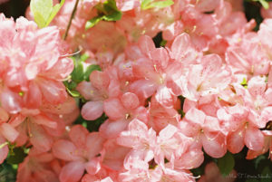 一面ピンクのお花（Nikon F2）