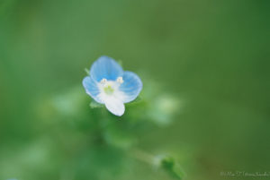 青いお花(Nikon F2)